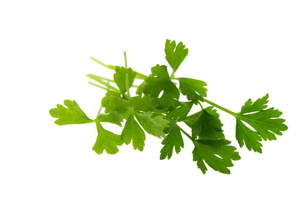 Leaves of cut celery — Stock Photo, Image