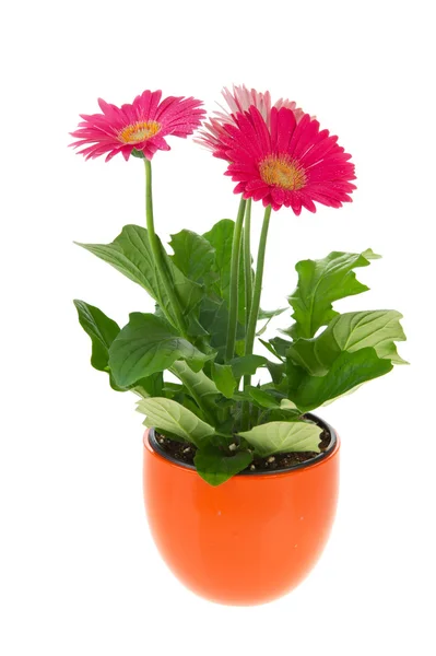 Rostlina barevnými gerber — Stock fotografie