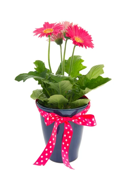 Barevné gerber rostlina jako dárek — Stock fotografie