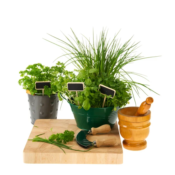 Preparing kitchen herbs — Stock Photo, Image