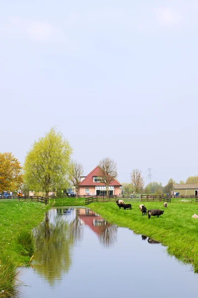 Paesaggio olandese con agriturismo — Foto Stock