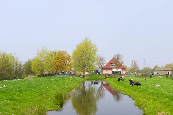 Holenderski pejzaż z wiejskim domu — Zdjęcie stockowe