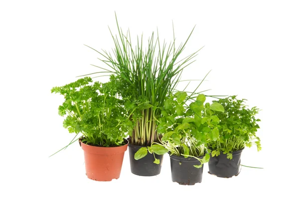 Kitchen herbs — Stock Photo, Image