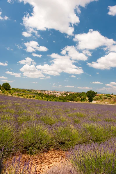 Lavendel in der französischen Provence — Stockfoto