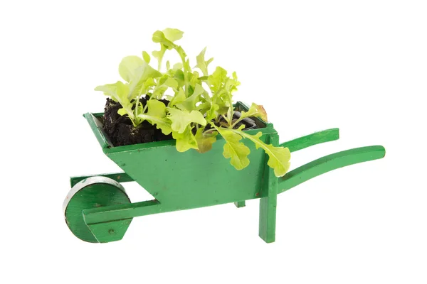 Wheelbarrow with vegetable plants — Stock Photo, Image