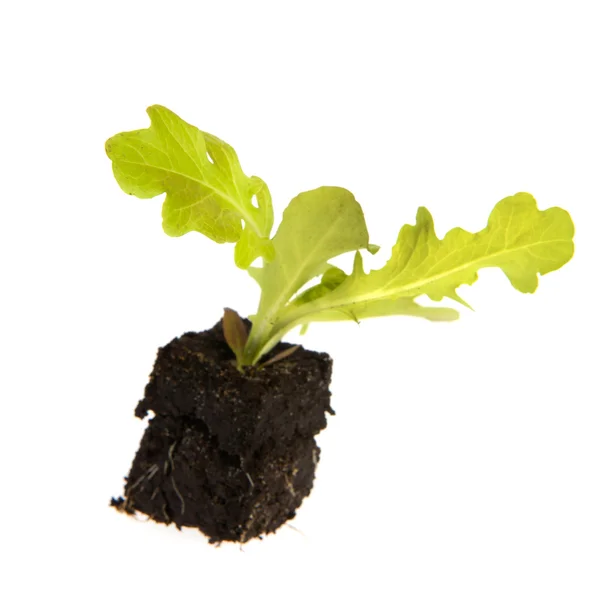 Planta vegetal — Fotografia de Stock
