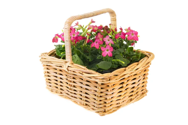 Košík květin — Stock fotografie