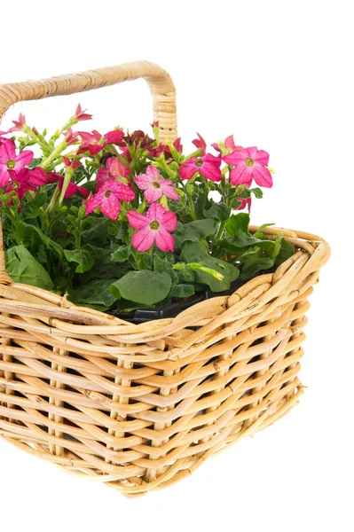 Basket flowers — Stock Photo, Image