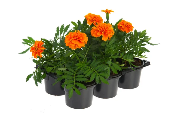 Tablett orange Ringelblumen — Stockfoto