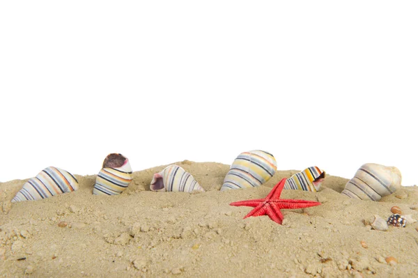 Färgglada skal på stranden — Stockfoto