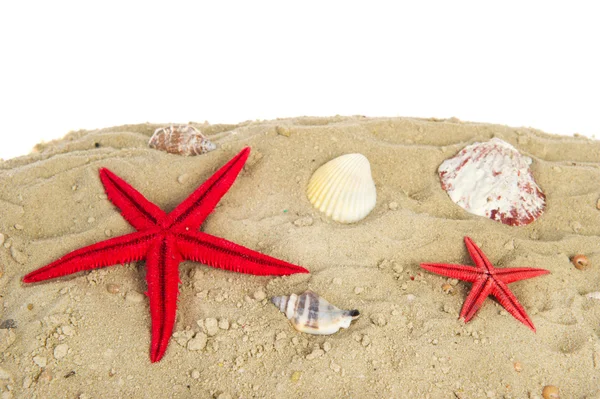 Kleurrijke shells op het strand — Stockfoto