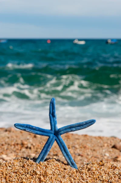 Blue starfish at the beach — Stock Photo, Image