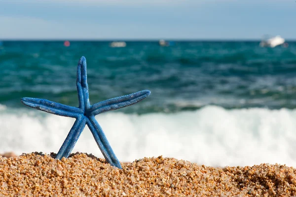 Blue starfish at the beach — Stockfoto