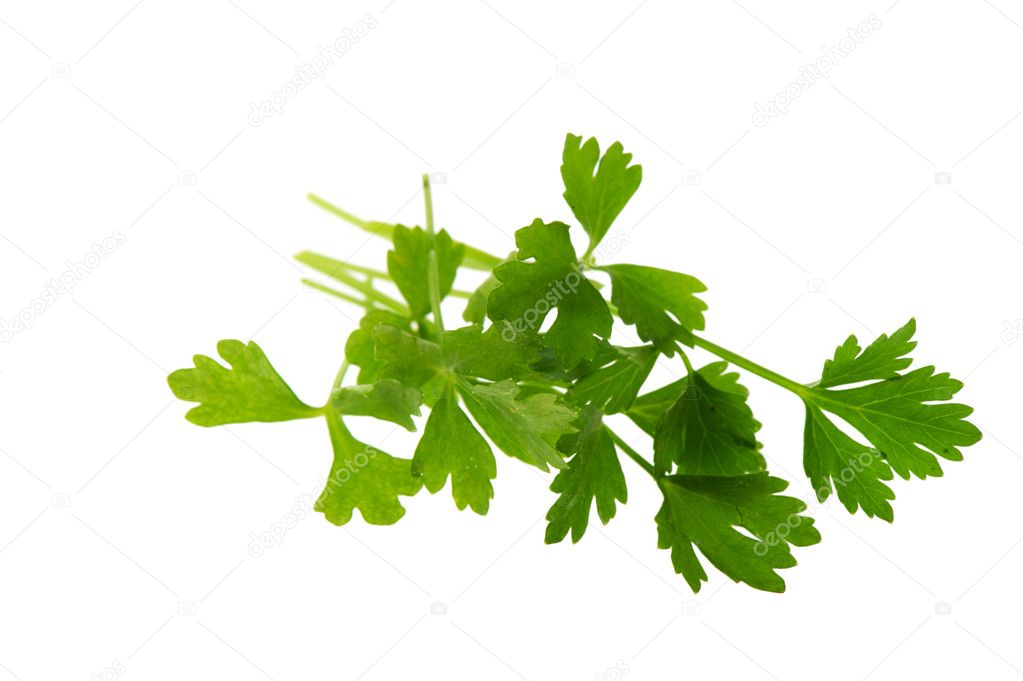 Leaves of cut celery