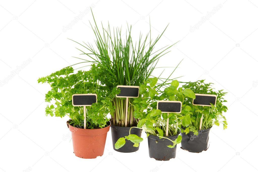 Kitchen herbs