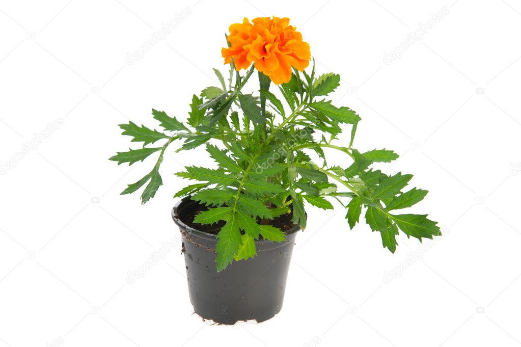 marigold plant in pot