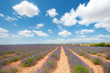 Lavanta Fransız Provence