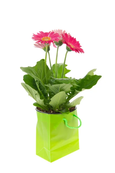 Colorful Gerber plant as present — Stock Photo, Image