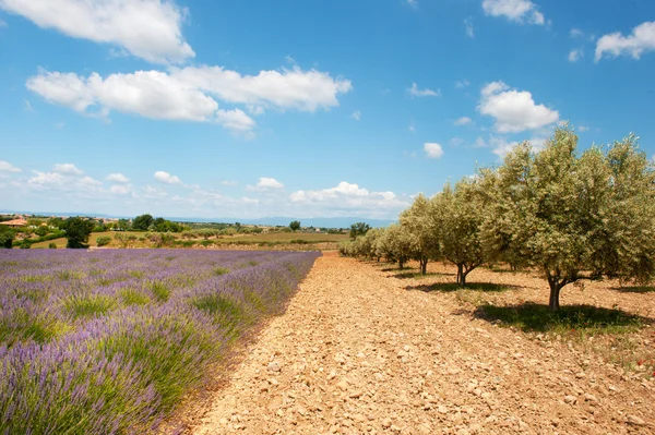 Lavendel-och olivträd — Stockfoto