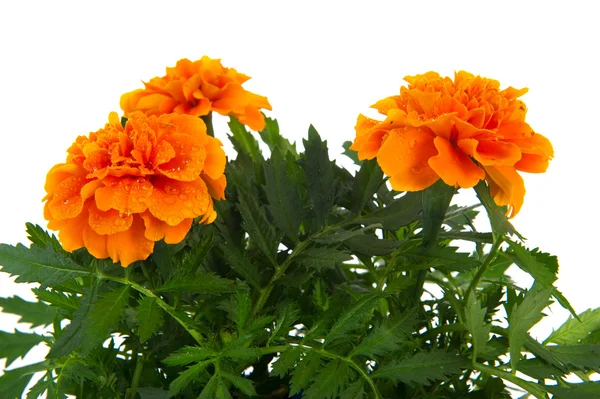Oranje goudsbloemen — Stockfoto
