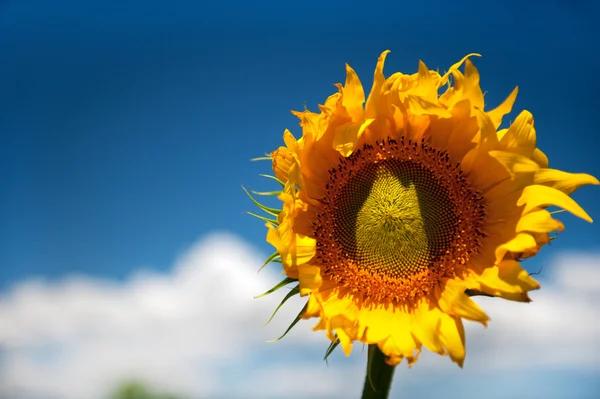 Pojedynczy słonecznik w przyrodzie — Zdjęcie stockowe