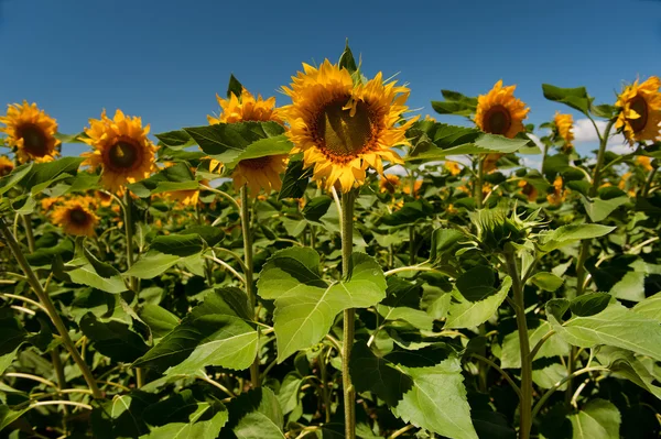 Fält med solrosor — Stockfoto