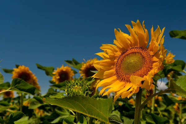 Fields with sunflowers — Stock Photo, Image