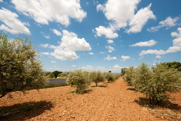 Лаванда и оливковые деревья во французском Провансе — стоковое фото