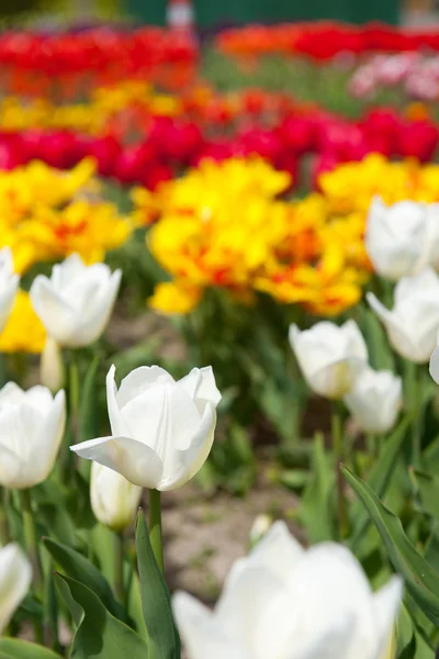 Coloridos tulipanes originales —  Fotos de Stock