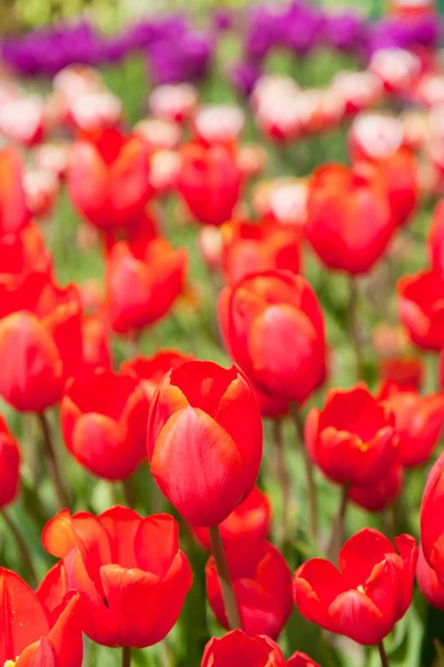 Farbenfrohe originelle Tulpen — Stockfoto
