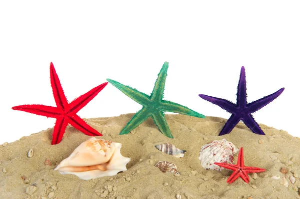 Colorful starfishes at the beach — Stock Photo, Image