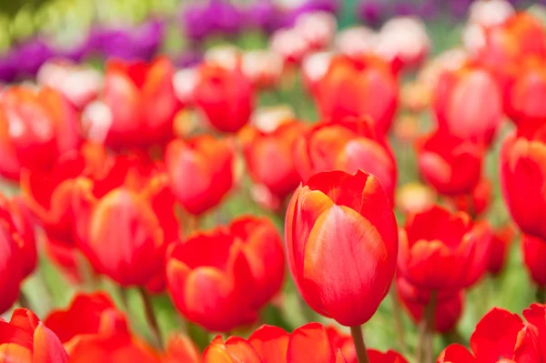 Coloridos tulipanes originales —  Fotos de Stock