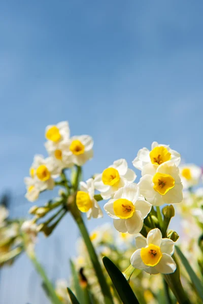 Narcisos amarelos e brancos — Fotografia de Stock