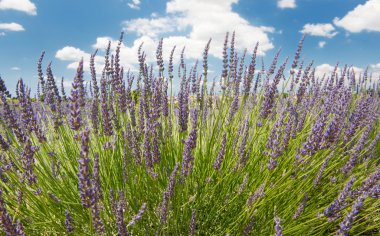 Lavanta Fransız Provence