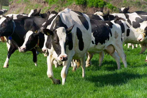 Holland fekete-fehér tehenek — Stock Fotó