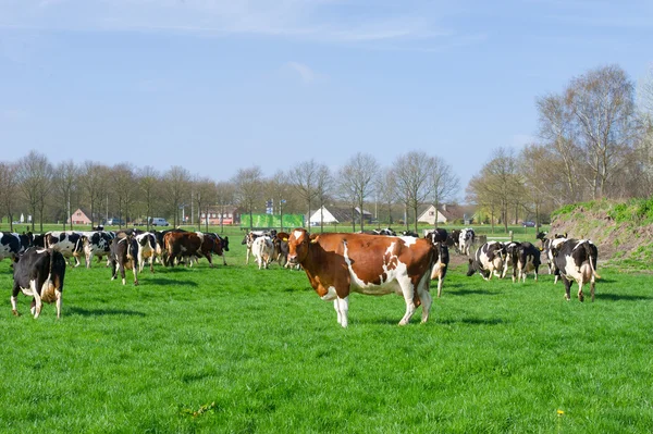 Nederlandse zwart-witte koeien — Stockfoto