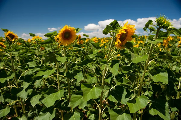 Słoneczniki w polach — Zdjęcie stockowe