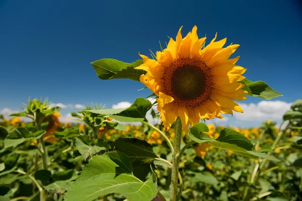 Słoneczniki w polach — Zdjęcie stockowe