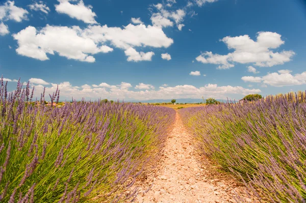 Lavender in the French Provence — Stock Photo, Image