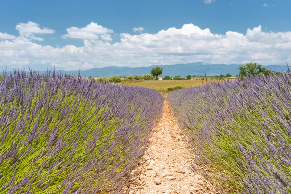 Lavender in the French Provence — Stock Photo, Image