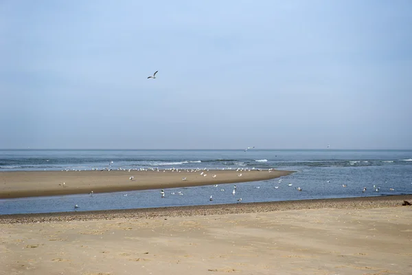 Seagulls at the beach — Stock Photo, Image