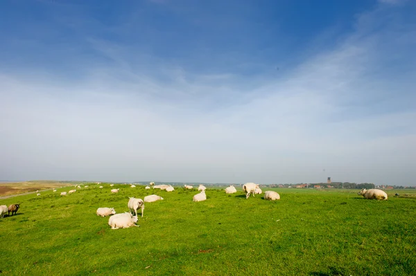 Ovelhas no dique holandês — Fotografia de Stock