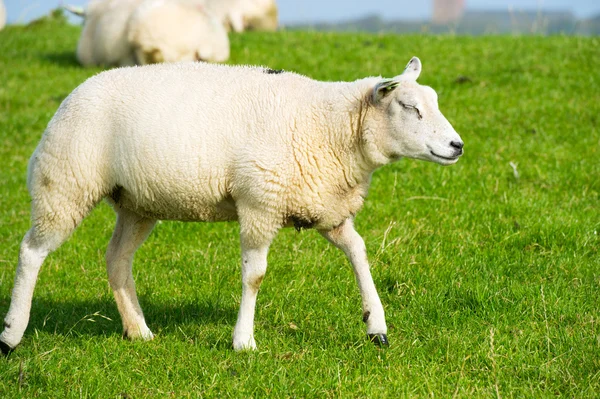 Молодая белая овца — стоковое фото