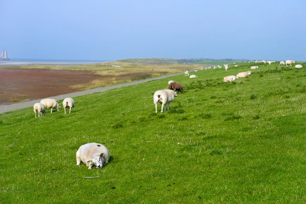 Ovelhas no dique holandês — Fotografia de Stock