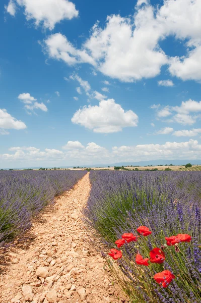 Lavender and poppies in the French Provence — Stock Photo, Image