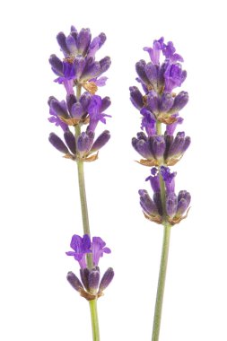 Sprig Lavender clipart