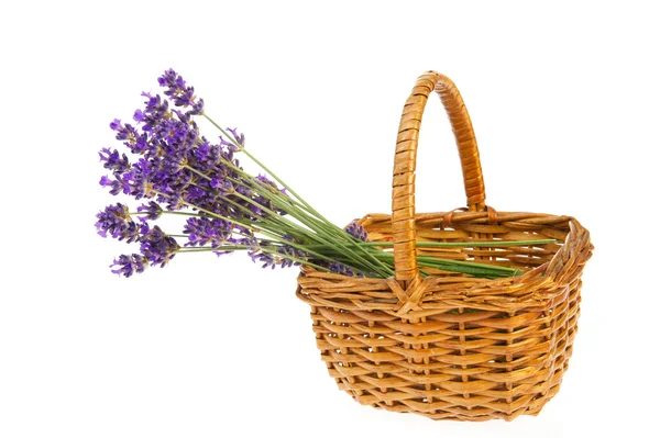Boeket lavendel in mand — Stockfoto