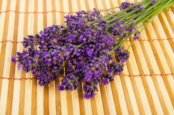Strauß Lavendel — Stockfoto