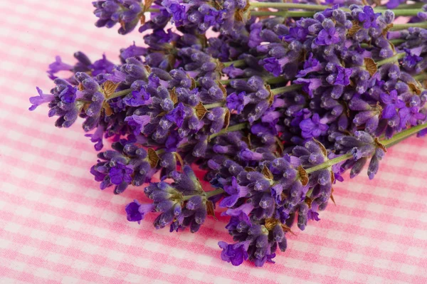 Boeket lavendel op roze achtergrond — Stockfoto