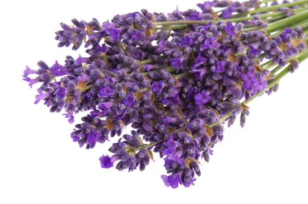 Bouquet Lavender — Stock Photo, Image